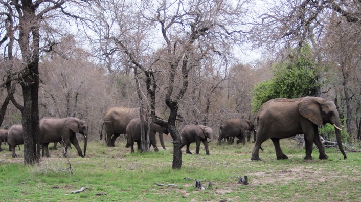 10. The following morning, we encountered the same herd, and spent half an hour with them....