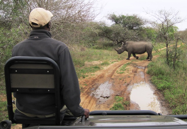 11. This was Patricia's first glimpse of a Rhino in the wild... Here excitement was infectious...!!