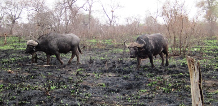 14. We passed these two Buffalo bulls on our way to find the last and fifth member of the Big Five....