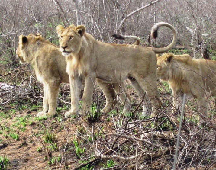 15. After a long and hot search, we finally found them...!! A female and four male cubs.... Africa was welcoming us with a bang...!!