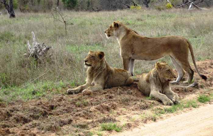 17. The Lion lay down next to our vehicle and posed as only the King of The Beats can...
