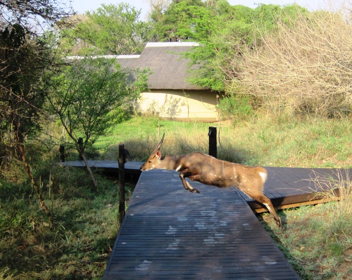 23. On the way to breakfast, I captured this photo of a Bushbuck leaping over the decking....