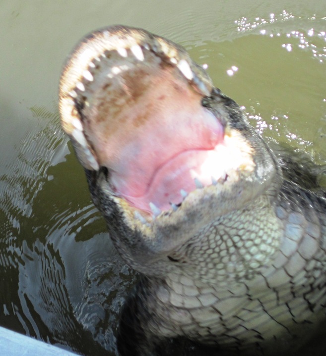 "Oh shoot...!!! I missed again..."