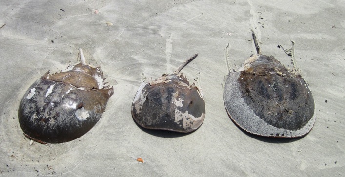 So these three crabs come up onto the beach, and the first one says...