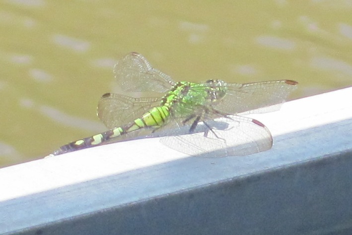 There are over 50 species of dragonfly in the southern swamps