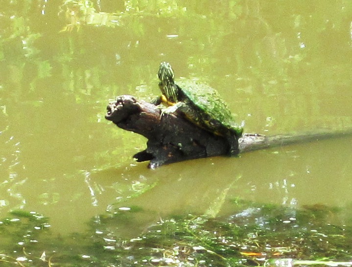 Camaflouged Terrapin...