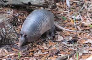A Banded Armadillo, the first one I had seen that was not flattened by a car or heading off into the bush at top speed...