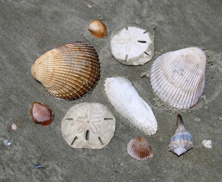 Meanwhile down on the beach, the shells were gathering...