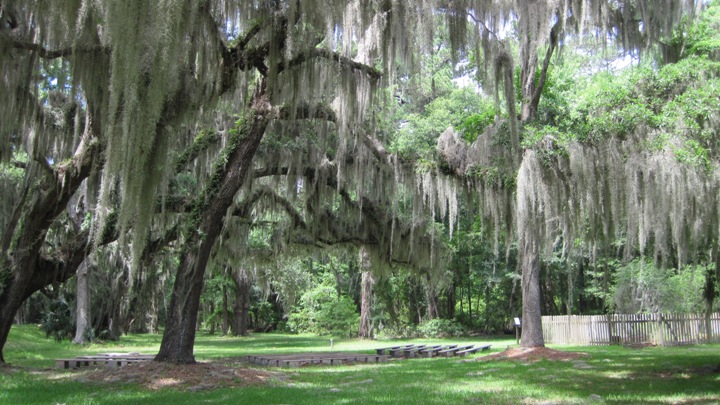 Spanish Moss on the Live Oaks at Fort Fredirica.
