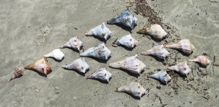 I was able to convince Patricia that these guys had marched onto the beach in formation, and that they hunted in packs...