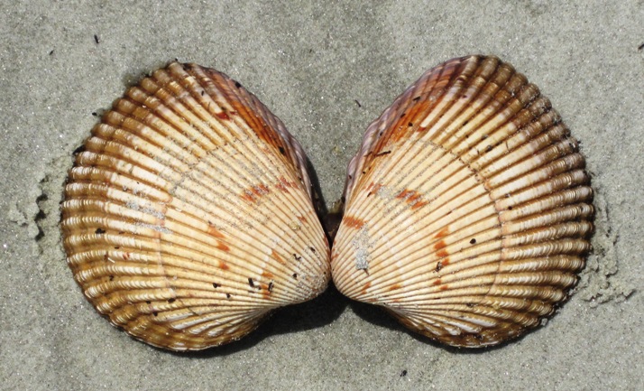 As they say in these parts, If the shells fit, then wear them....