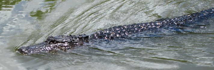 Our first flat-dog makes an appearence...