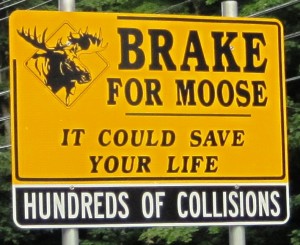 The solution is simple... Less Moose, less collisions... Hunting Licence please !!
