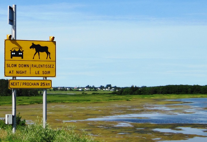 The relationship in size between moose and car on this road-sign is fairly accurate, so meeting one by accident on a motorcycle can be a rather painful affair...