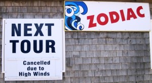 The whale tours were not that ready though...!!