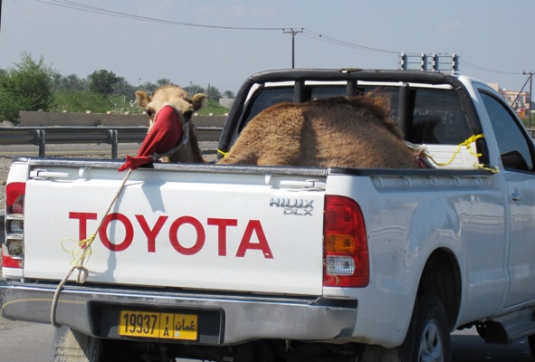7. Camel Carrier, Oman...
