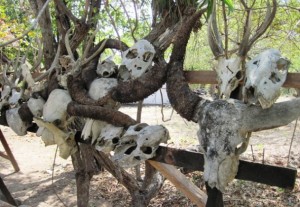 10. We were shown these skulls that had been collected on the island, all victims of Komodo Dragons...