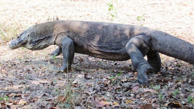 12. My first sighting of a wild Komodo Dragon...!!