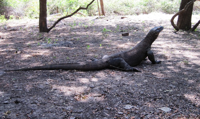 14. Larger than your average garden lizard...