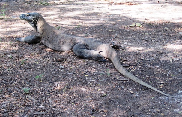 15. Stretching out, this one took a breather, hoping we would move in for a closer inspection...