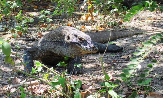 17. My favourite shot of the Komodo Dragons... It had been hard work getting here, and this one made it all worth the effort...