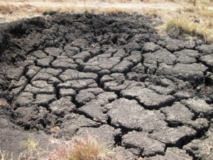 23. When the waterholes are not dry, Dragons sometimes lie in wait for their prey in them...