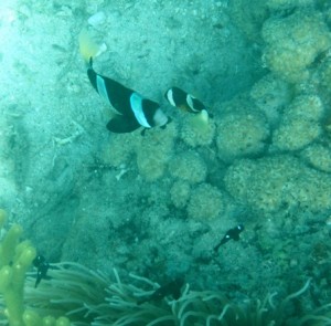 36. The very last photo taken with my Canon D10... I guess taking over 31 500 photos finally took its toll...