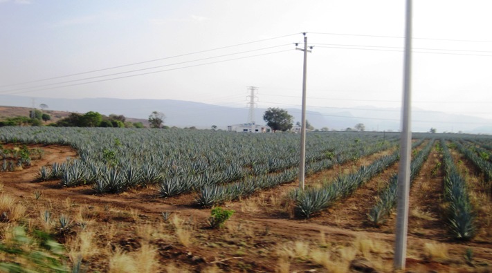 3. Agave Cactus... Tequila in the making...!!