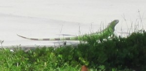 Green Iguana at Marathon...
