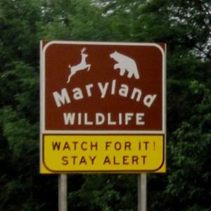 Just keep them off the highway !!