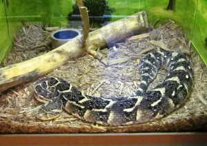 This large Puffadder brought back memories of home.